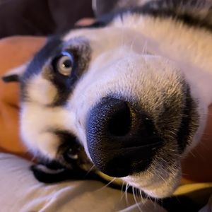 Meet your Posher, Saiwei